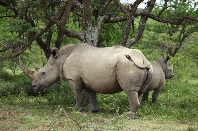 Rhino1